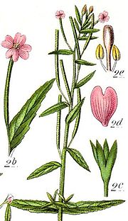 Thumbnail for Epilobium obscurum