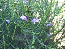 Eremophila gibbifolia.jpg