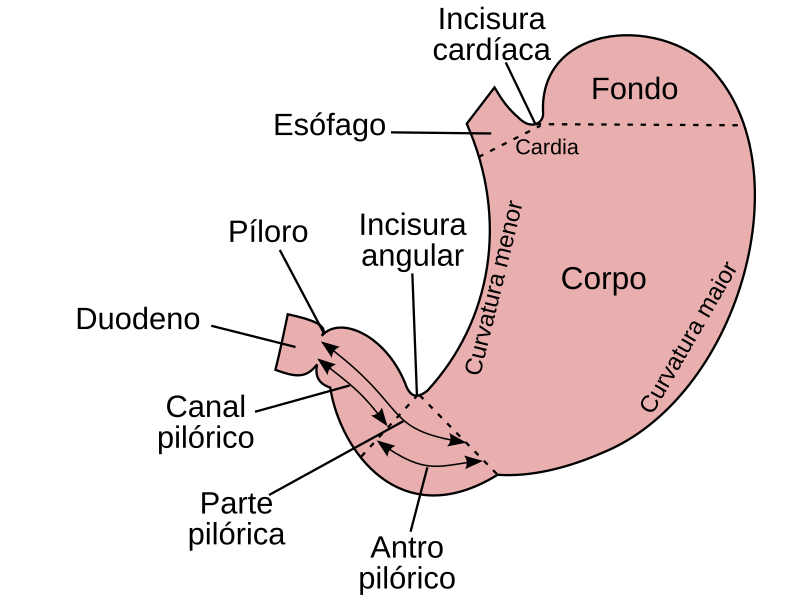 File:Estómago-gl.svg