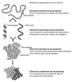 Estructura de las proteínas