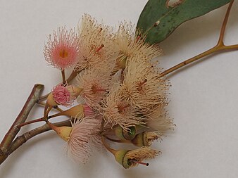 flowers Eucalyptus caleyi flowers(2).jpg