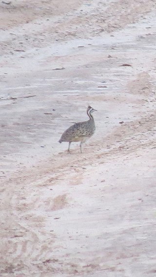 <span class="mw-page-title-main">Quebracho crested tinamou</span> Species of bird