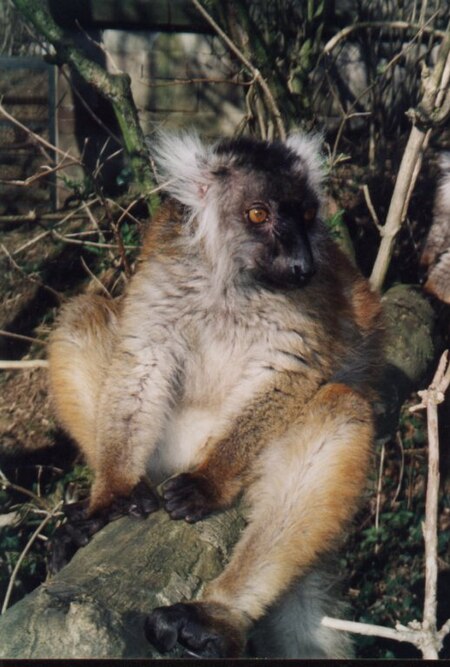 Eulemurmacacofemale.jpg