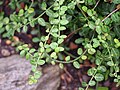 Euonymus fortunei 'Minimus', Trzmielina pnąca 'Minimus', 2018-09-02