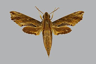 <i>Eupanacra psaltria</i> Species of moth