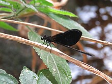 Euphaea splendens.jpg