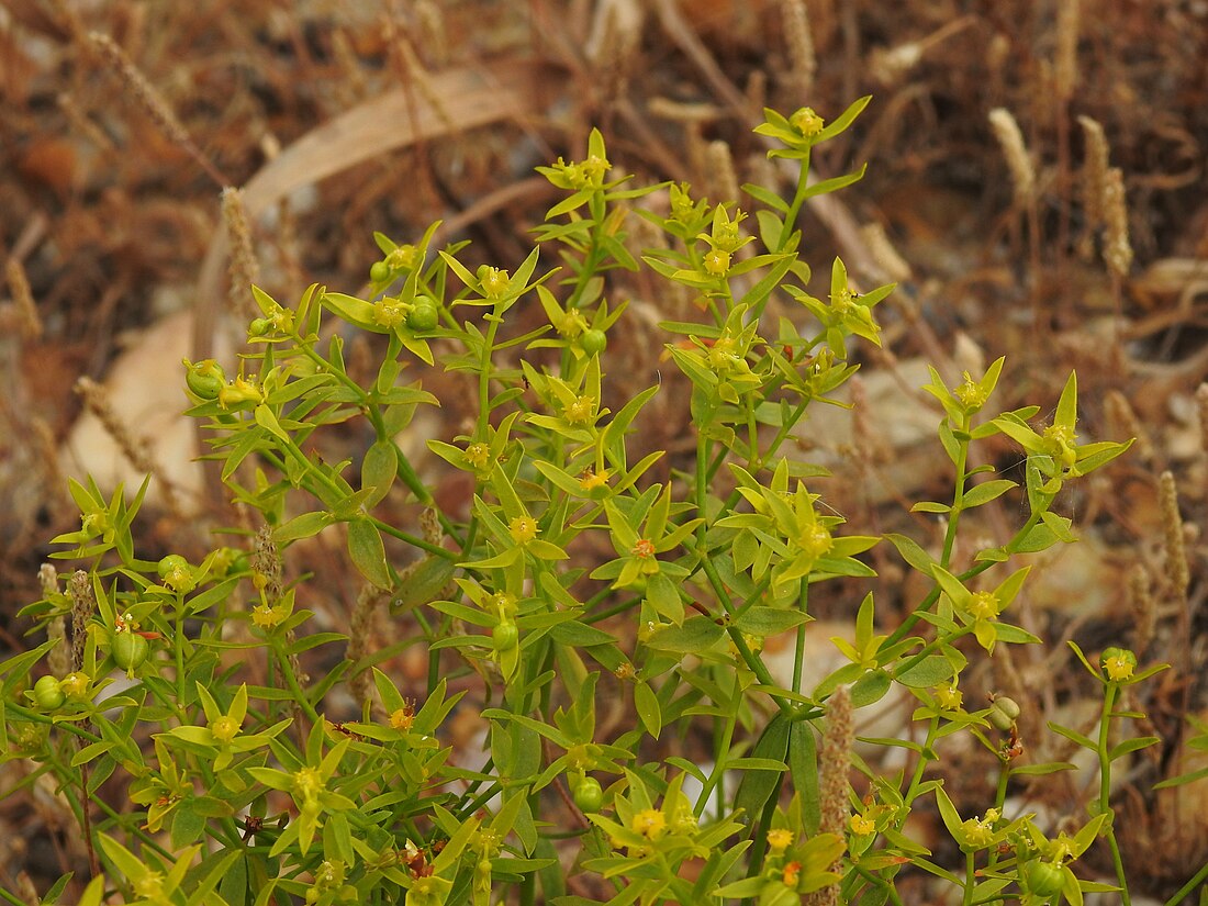 Euphorbia boetica