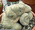 Euphorbia piscidermis