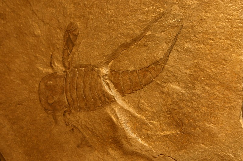 File:Eurypterid.jpg