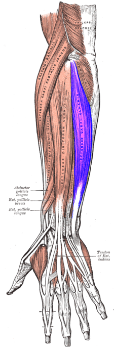 musculus extensor carpi ulnaris