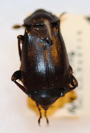 Nicrophorus tenuipes