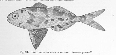 FMIB 51424 portugis-Man-of-War-Ikan Nomeus gronovii.jpeg