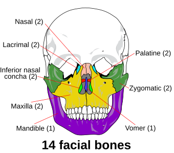 Facial skeleton - en.svg