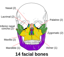 Descrierea imaginii Scheletul facial - en.svg.