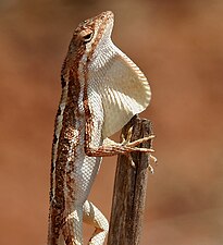 Fan-throated Lizard (Sitana ponticeriana) W2 IMG 7581.jpg