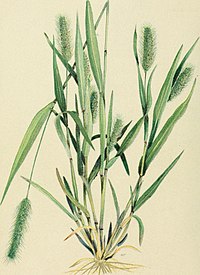 Typart Setaria viridis, kavelhirs