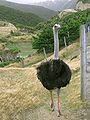 Inside the wire with an ostrich