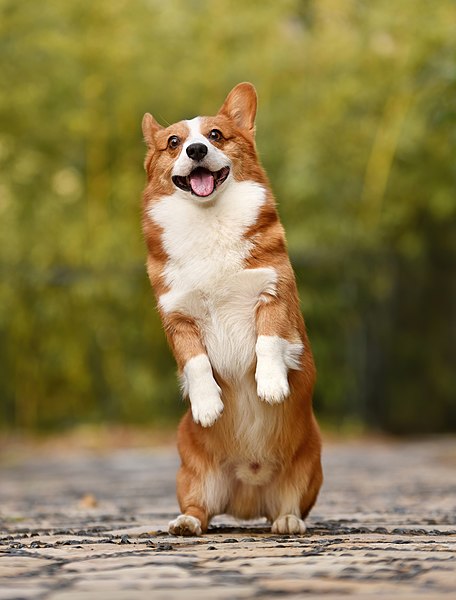 File:Fawn and white Welsh Corgi puppy standing on rear legs and sticking out the tongue (cropped).jpg