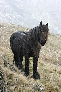 Fell pony Breed of horse