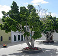 Дърво в Тенерифе