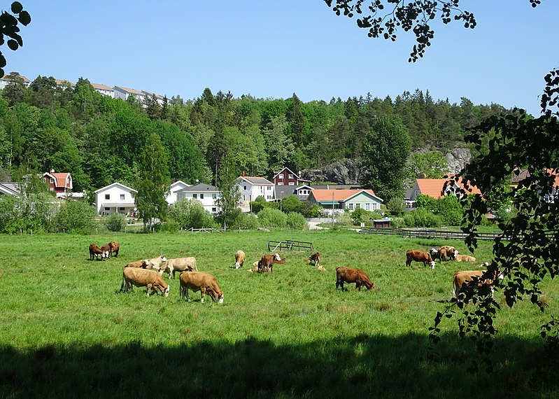 File:Flemingsbergsvikens våtmarksanläggning, maj 2018h.jpg