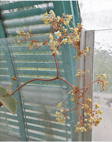 File:Fleur de Begonia Kuhlmannii.jpg