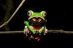 Thumbnail for File:Flickr - ggallice - Monkey treefrog (2).jpg