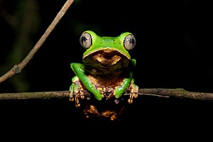 Ghost Maci Frog (Phyllomedusa vaillantii)