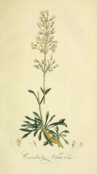 File:Flora Europaea inchoata (Pl. 24) (6033183072).jpg