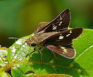 <i>Platylesches neba</i> Species of butterfly