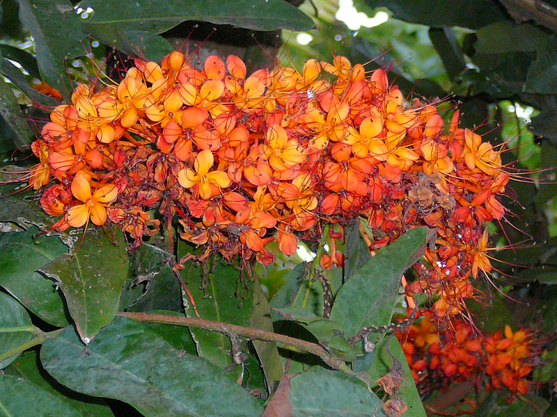 File:Flower 12082011245.JPG