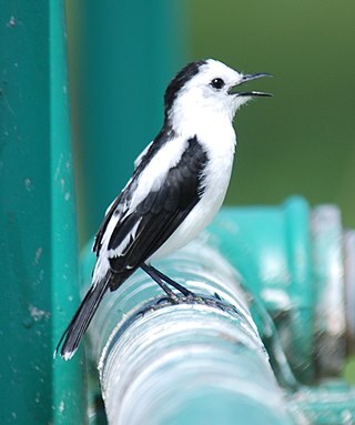 <span class="mw-page-title-main">Pied water tyrant</span> Species of bird