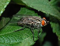 Sarcophaga sp. (Sarcophagidae) Flesh fly