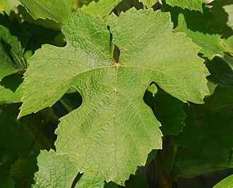 Grape leaf from a Folle blanche vine. Folle blanche feuille.jpg