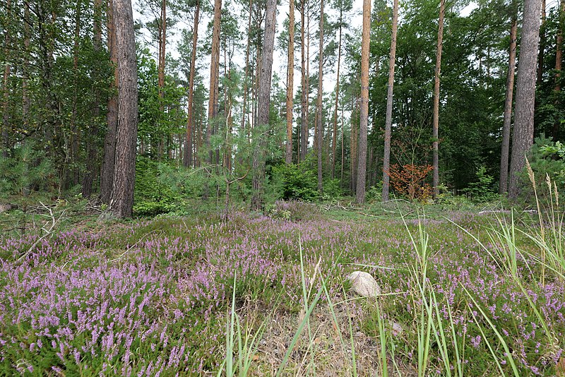 File:Forest in Vogelsang 2021-09-02 07.jpg