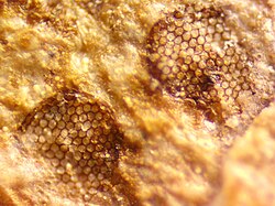 Fossilized compound eyes.jpg