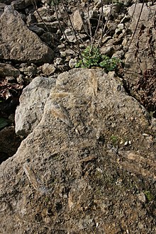 Shellingford Pit'teki Fosiller (coğrafya 2284816) .jpg