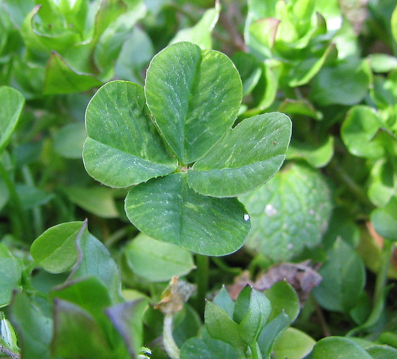 Superstitions busted: Four-leaf clover