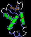 FOXP2 蛋白の構造