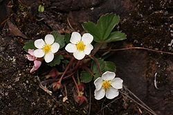 Fragaria virginiana 2400. 
 JPG