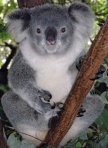 File:Friendly Female Koala.JPG