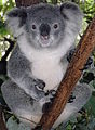 Female Koala at Billabong Koala Park