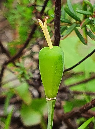 Developing capsule fruit of Fritillaria conica Fritillaria conica developing capsule.jpg