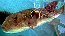 Fugu (genus Takifugu) in a tank