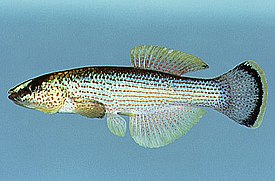 Северный фундулюс (Fundulus catenatus)