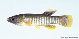 Fundulus grandis