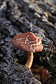 Fungi (xndr).jpg