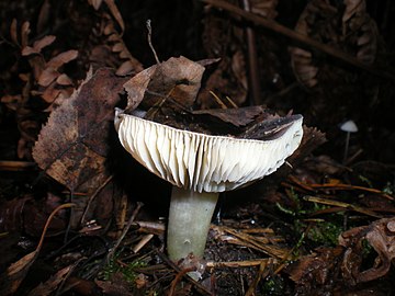 Zijaanzicht foto van een paddenstoel met een ingedrukte spread-cap, dikke, ingesprongen witte bladen en een witte voet geel getint)