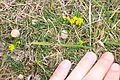 Gaillet jaune (Galium verum)