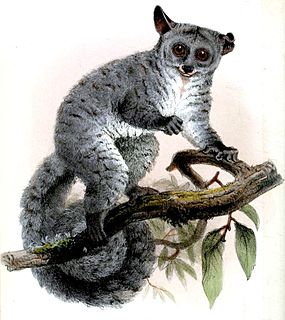 Silvery greater galago Species of primate
